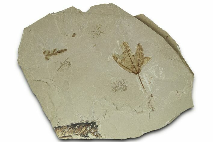 Fossil Spleenwort and Sycamore Plate - Green River Formation, Utah #325604